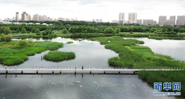 6月25日，市民在哈爾濱大劇院附近的城市濕地游玩（無人機照片）。新華社記者王建威攝