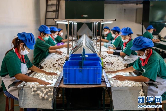 云南德宏正信實(shí)業(yè)股份有限公司的工人在分揀蠶繭（8月21日攝）。 新華社記者 胡超 攝