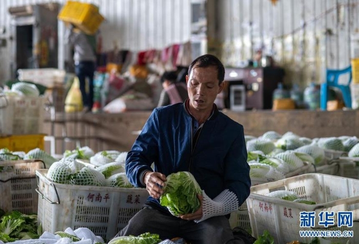 在通?？h一家農(nóng)產(chǎn)品公司冷庫(kù)基地，一名工人給蔬菜套袋（3月4日攝）。新華社記者 胡超 攝
