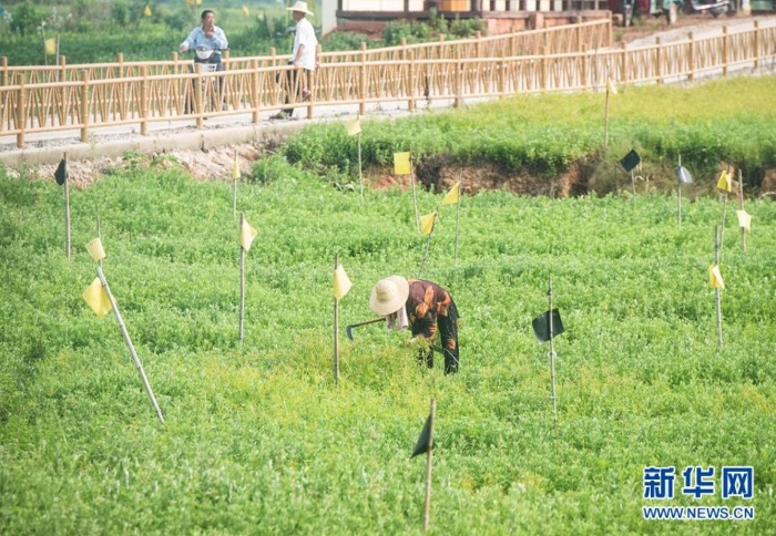 村民在湖北省蘄春縣赤東鎮(zhèn)蘄艾種植基地除草（8月25日攝）。新華社記者 肖藝九 攝