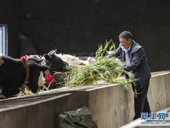 在西藏日喀則市江孜縣江孜鎮(zhèn)東郊村康蘇農(nóng)民養(yǎng)牛專業(yè)合作社，尼瑪次仁在喂牛（8月28日攝）。  新華社記者 孫非 攝