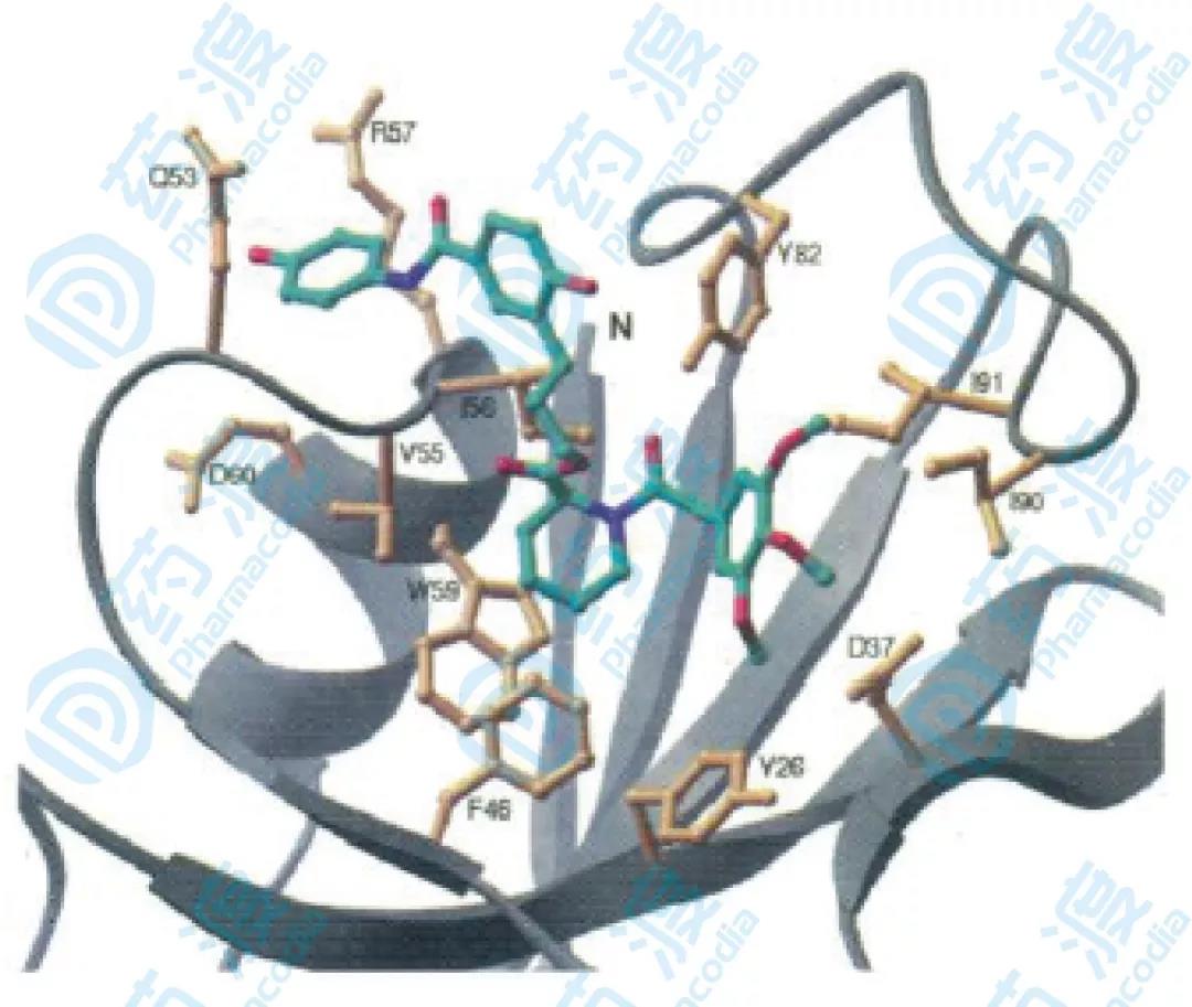 圖6.相互作用示意圖，黃色部分為結(jié)合蛋白和配體NOE效應(yīng)的部分