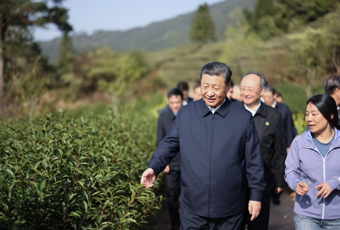 3月22日至25日，中共中央總書記、國家主席、中央軍委主席習近平在福建考察。這是22日下午，習近平在南平武夷山市星村鎮(zhèn)燕子窠生態(tài)茶園，察看春茶長勢，了解當地茶產業(yè)發(fā)展情況。新華社記者 王曄 攝