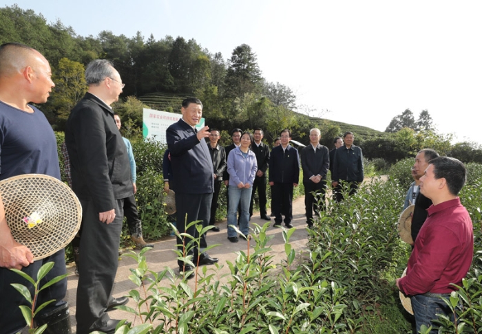 3月22日至25日，中共中央總書記、國家主席、中央軍委主席習近平在福建考察。這是22日下午，習近平在南平武夷山市星村鎮(zhèn)燕子窠生態(tài)茶園，同科技特派員、茶農親切交流，了解當地茶產業(yè)發(fā)展情況。新華社記者 鞠鵬 攝
