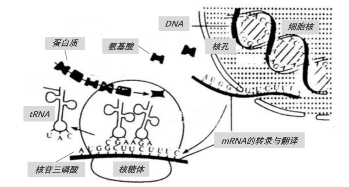 mRNA在人體中的作用機(jī)制 mRNA在人體中的作用機(jī)制