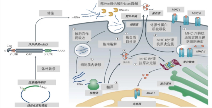 mRNA藥物的作用機(jī)理 mRNA藥物的作用機(jī)理