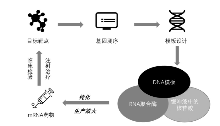mRNA藥物研發(fā)及生產(chǎn)流程圖 mRNA藥物研發(fā)及生產(chǎn)流程圖