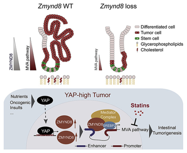 YAP-ZMYND8-MVA信號軸在腸道干細(xì)胞穩(wěn)態(tài)及惡性轉(zhuǎn)化中的作用機制