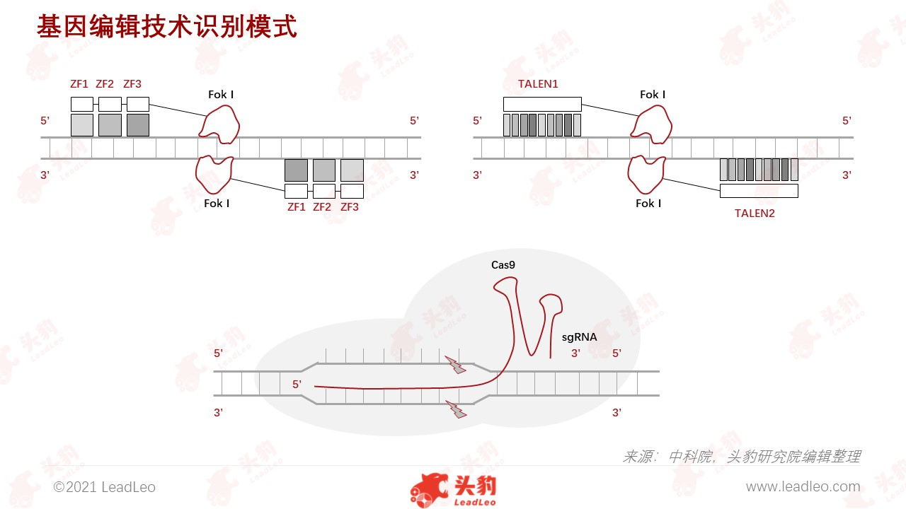 基因編輯技術(shù)識別模式 基因編輯技術(shù)識別模式
