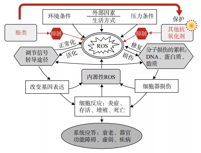 圖2 氧化應(yīng)激的因素和機(jī)制