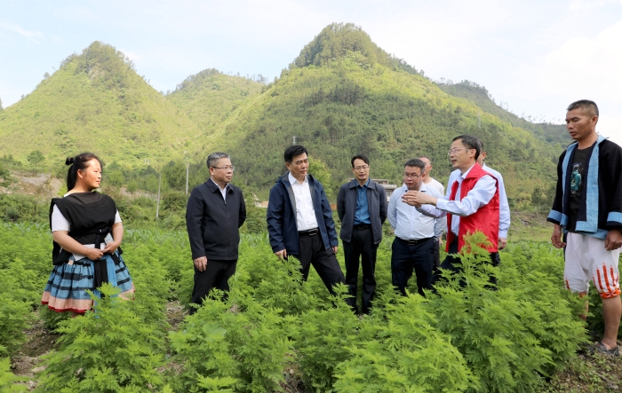 圖為廣西壯族自治區(qū)藥監(jiān)局深入田間地頭了解青蒿種植情況。（程奇攝）