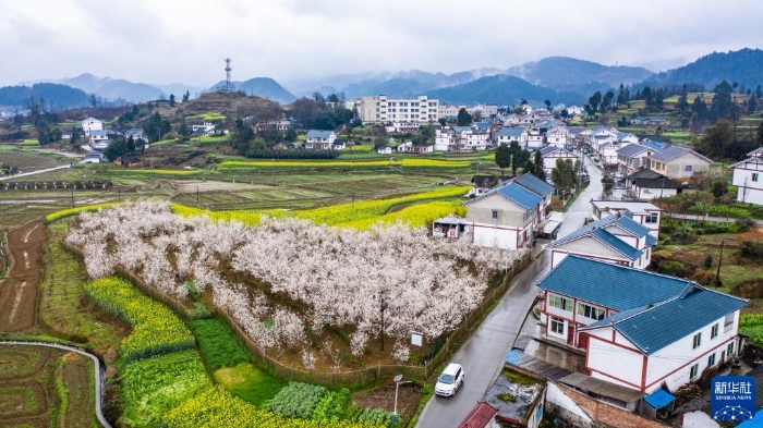 這是貴州省遵義市播州區(qū)楓香鎮(zhèn)花茂村風(fēng)貌（無人機(jī)照片，2020年2月28日攝）。新華社記者 陶亮 攝