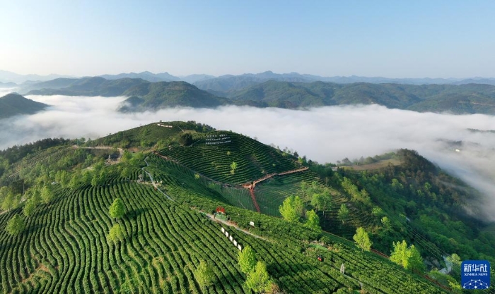 陜西省安康市平利縣老縣鎮(zhèn)蔣家坪茶園（2022年4月5日攝，無人機(jī)照片）。新華社記者 陶明 攝