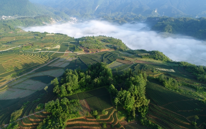 中國中藥湖南湘西百合基地。