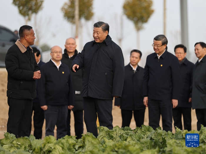 11月10日，中共中央總書記、國(guó)家主席、中央軍委主席習(xí)近平在北京、河北考察災(zāi)后恢復(fù)重建工作。這是10日下午，習(xí)近平在河北保定涿州市刁窩鎮(zhèn)萬全莊村村邊農(nóng)田察看大白菜長(zhǎng)勢(shì)。新華社發(fā)（盛佳鵬攝）