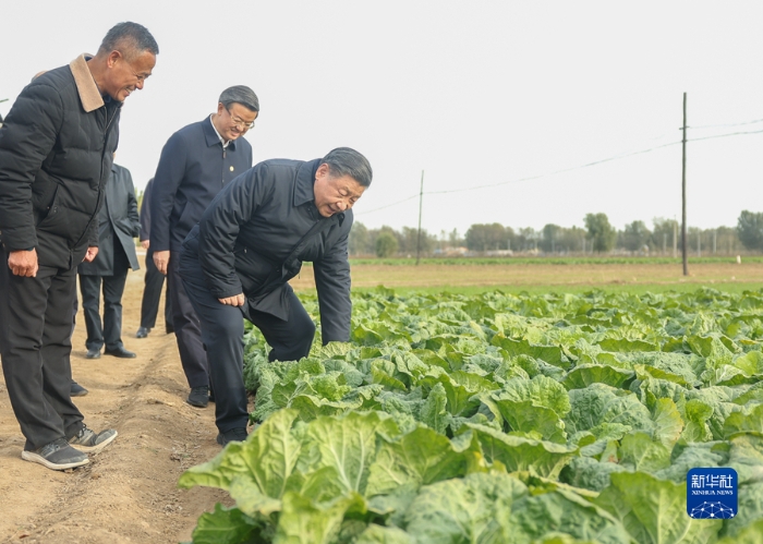 11月10日，中共中央總書記、國(guó)家主席、中央軍委主席習(xí)近平在北京、河北考察災(zāi)后恢復(fù)重建工作。這是10日下午，習(xí)近平在河北保定涿州市刁窩鎮(zhèn)萬全莊村村邊農(nóng)田察看大白菜長(zhǎng)勢(shì)。新華社記者 鞠鵬 攝