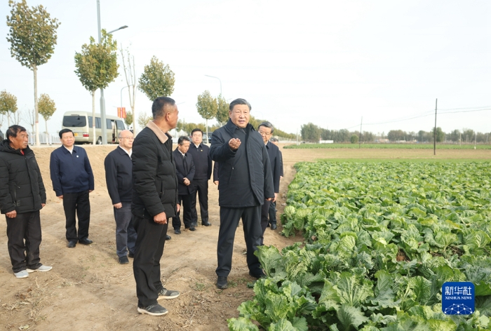 11月10日，中共中央總書記、國(guó)家主席、中央軍委主席習(xí)近平在北京、河北考察災(zāi)后恢復(fù)重建工作。這是10日下午，習(xí)近平在河北保定涿州市刁窩鎮(zhèn)萬全莊村村邊農(nóng)田察看大白菜長(zhǎng)勢(shì)。新華社記者 鞠鵬 攝