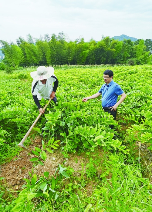 圖②為今年6月28日，湖南農(nóng)業(yè)大學(xué)生物科學(xué)與技術(shù)學(xué)院專家（右）在湖南省南國(guó)藥都中藥飲片有限公司玉竹種植基地指導(dǎo)工作。